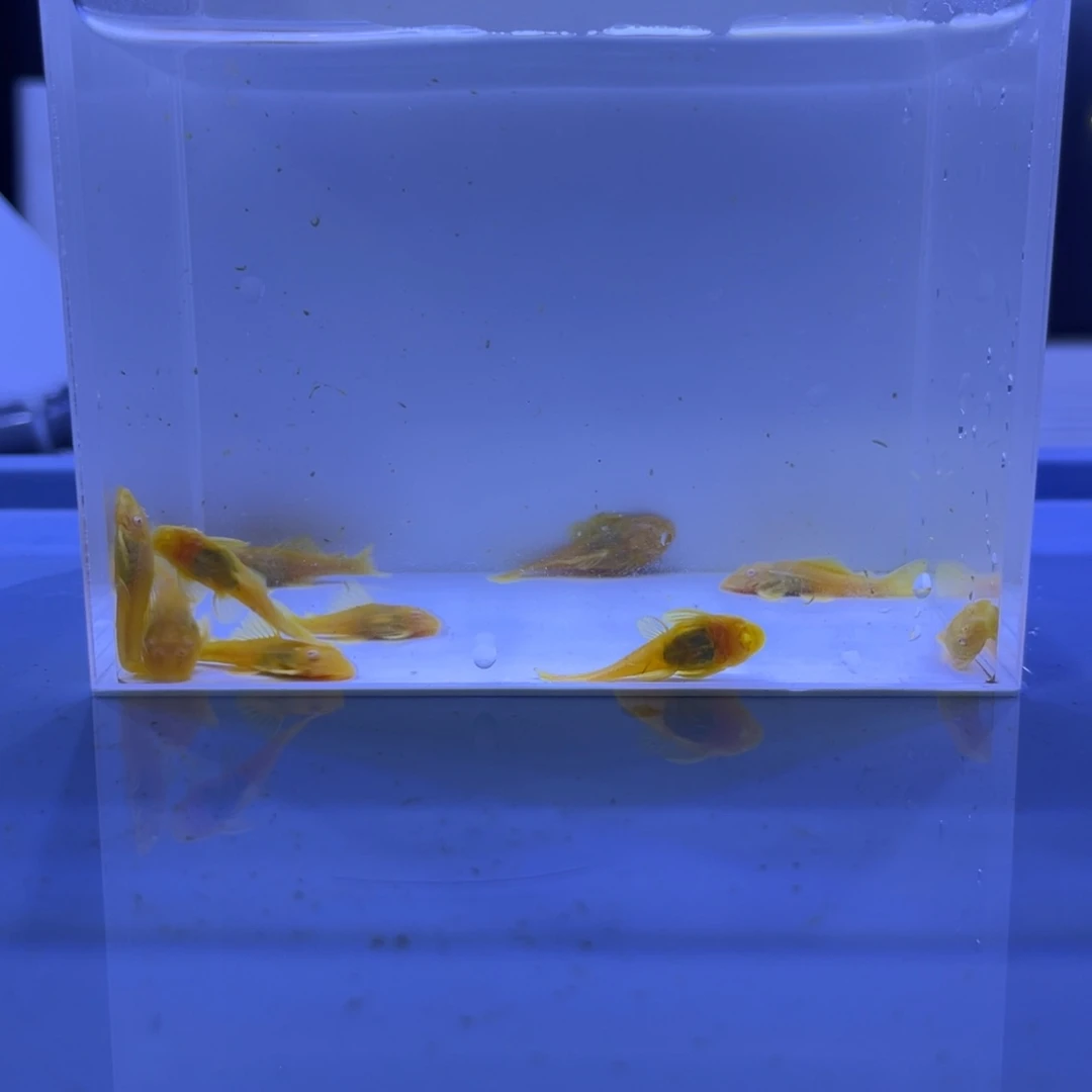 孔雀鱼胡子十条开箱视频报损