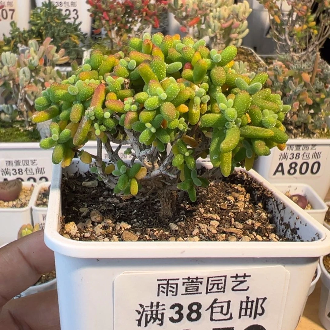 3-059枝干番杏多肉金桔小树七方盆