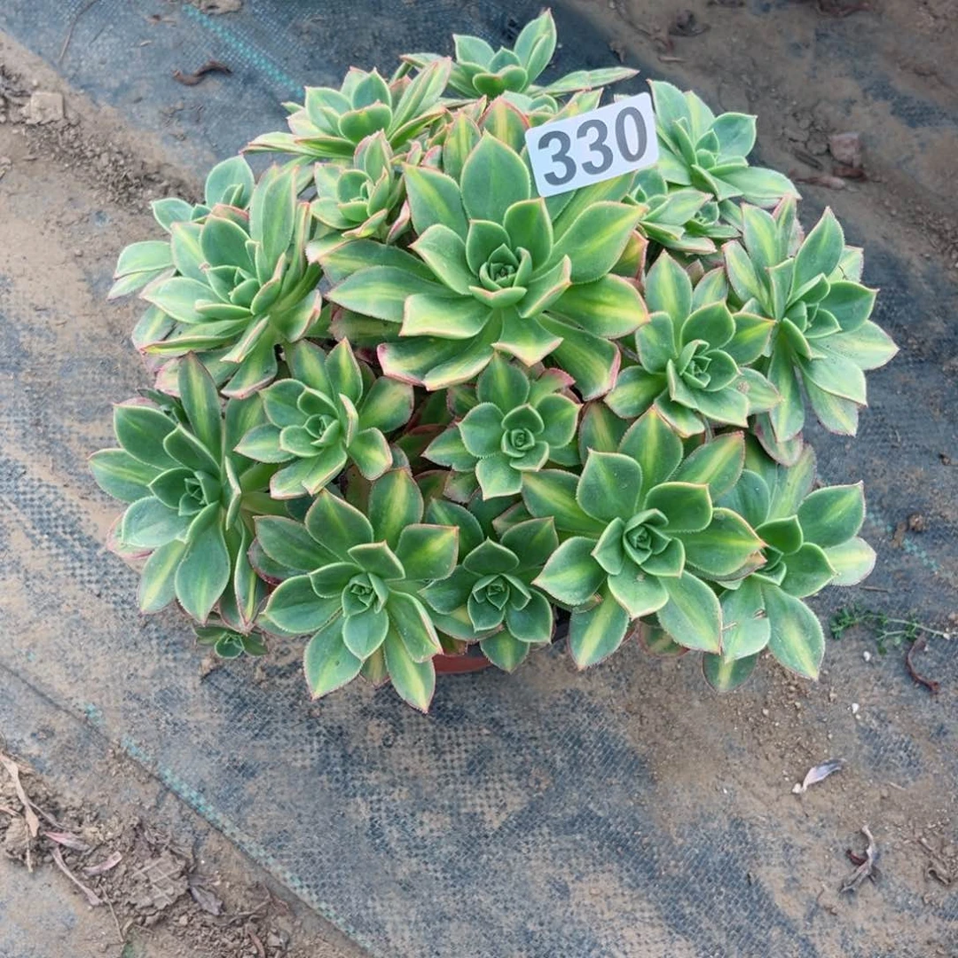 330星辰法师多肉植物