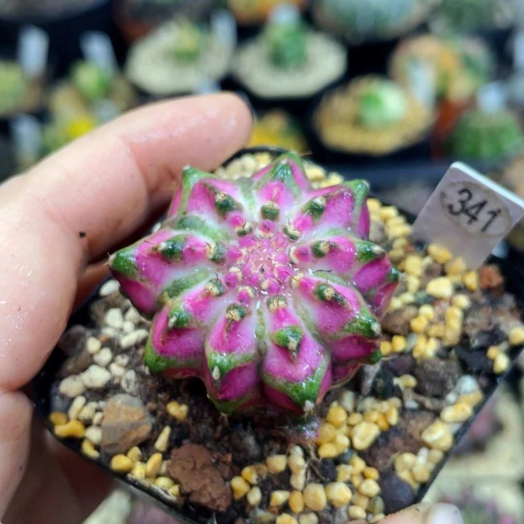 盆5公分满25包邮裸根发货