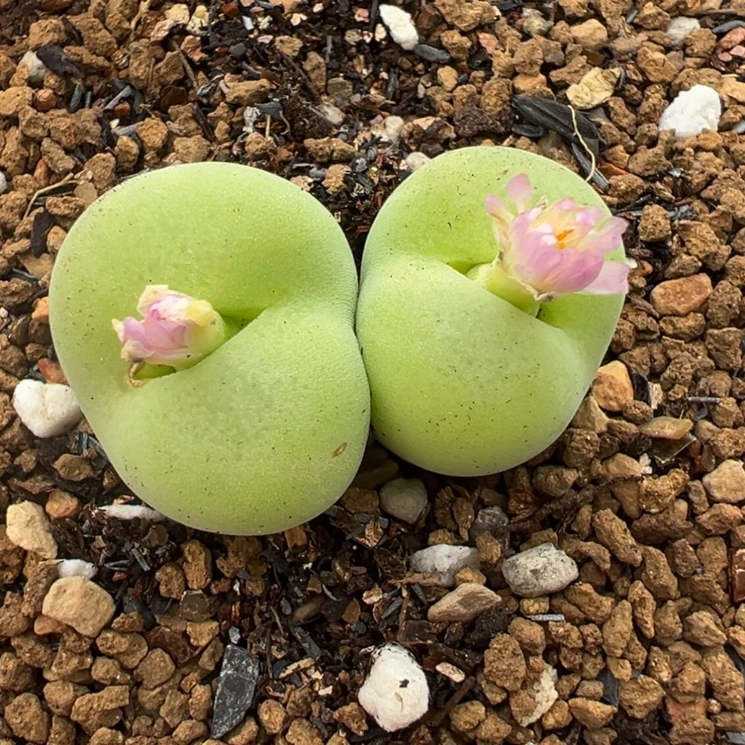 223多肉植物种类多样