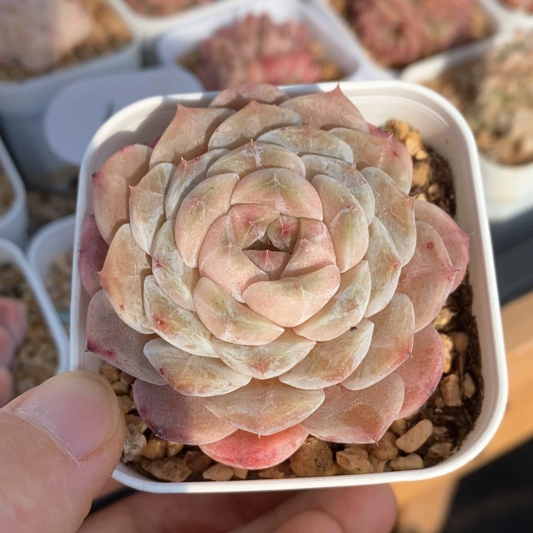 精品多肉一物一拍114