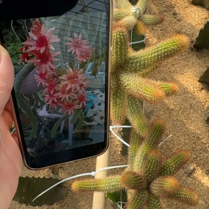 264红水晶歪无根侧牙6公分左右2个