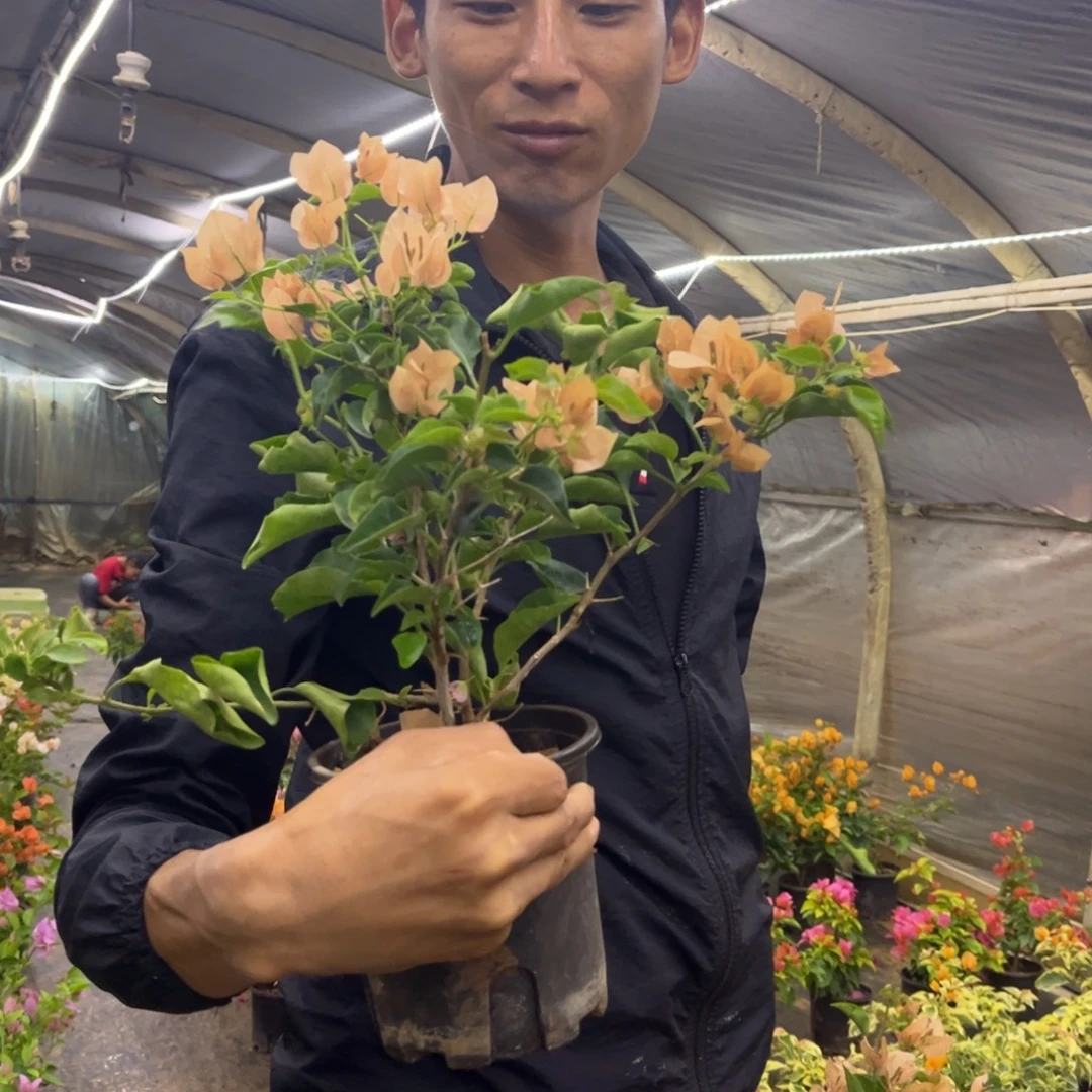 完全开放（蒙茶）三角梅会落花落叶会光杆苗有大有小