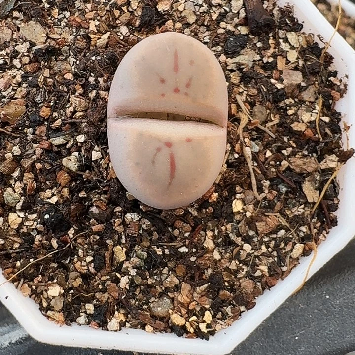 生石花11111。     229