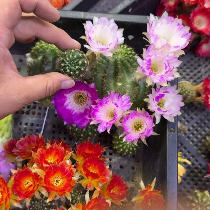 331丽花139歪无根侧牙3公分左右，20包邮