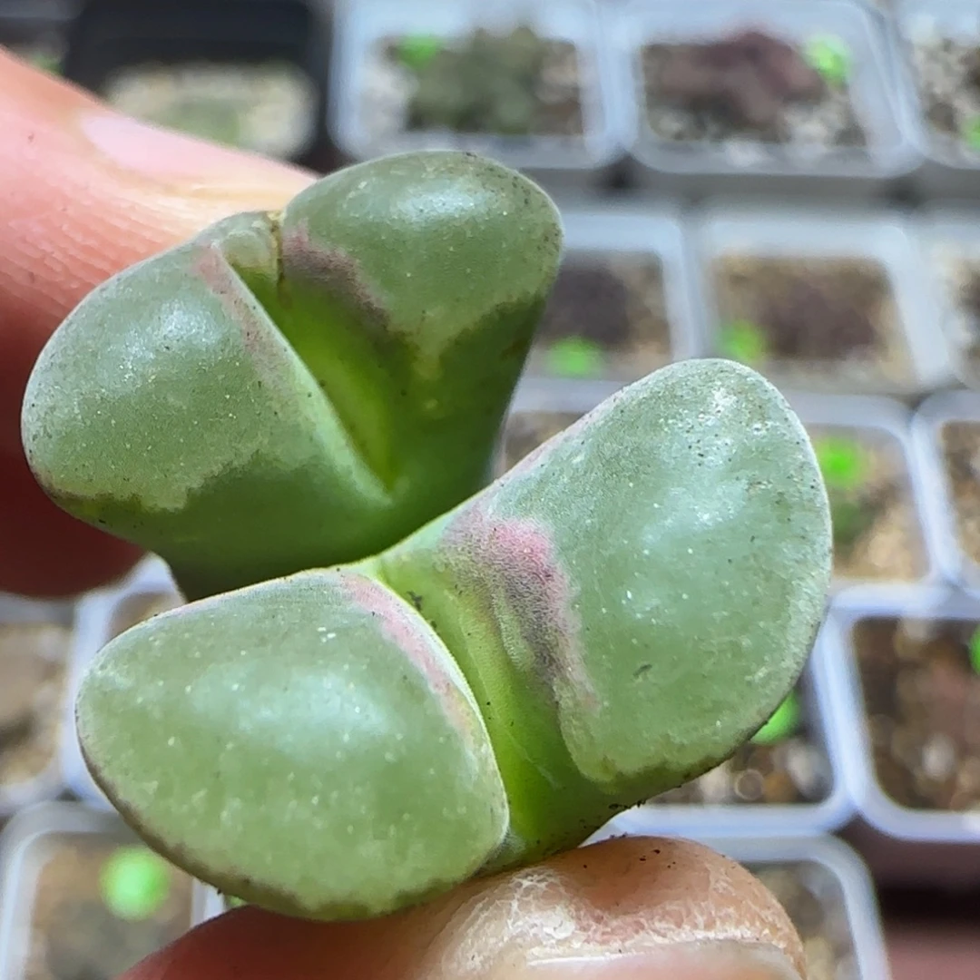 漂漂亮亮多肉植物242