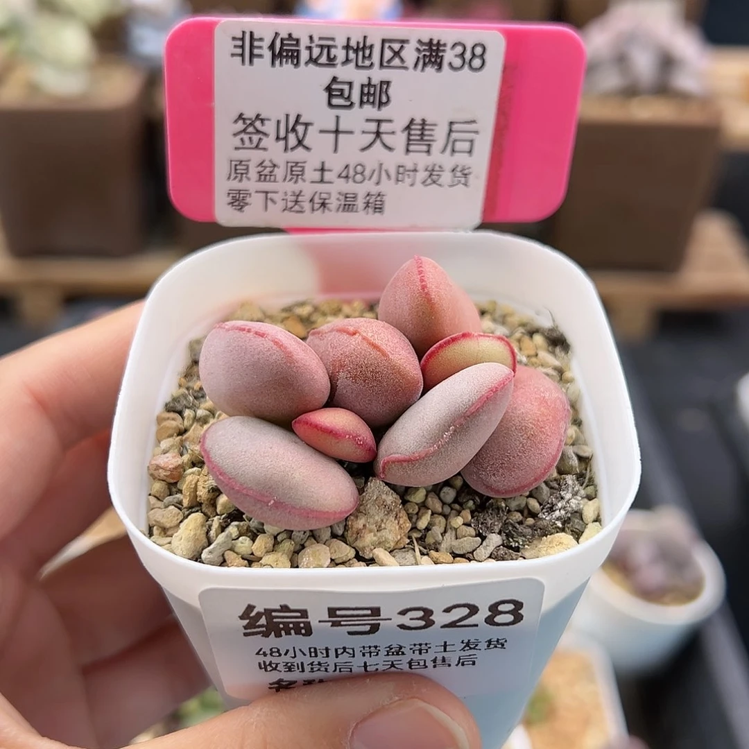 328白肌红蛋多肉