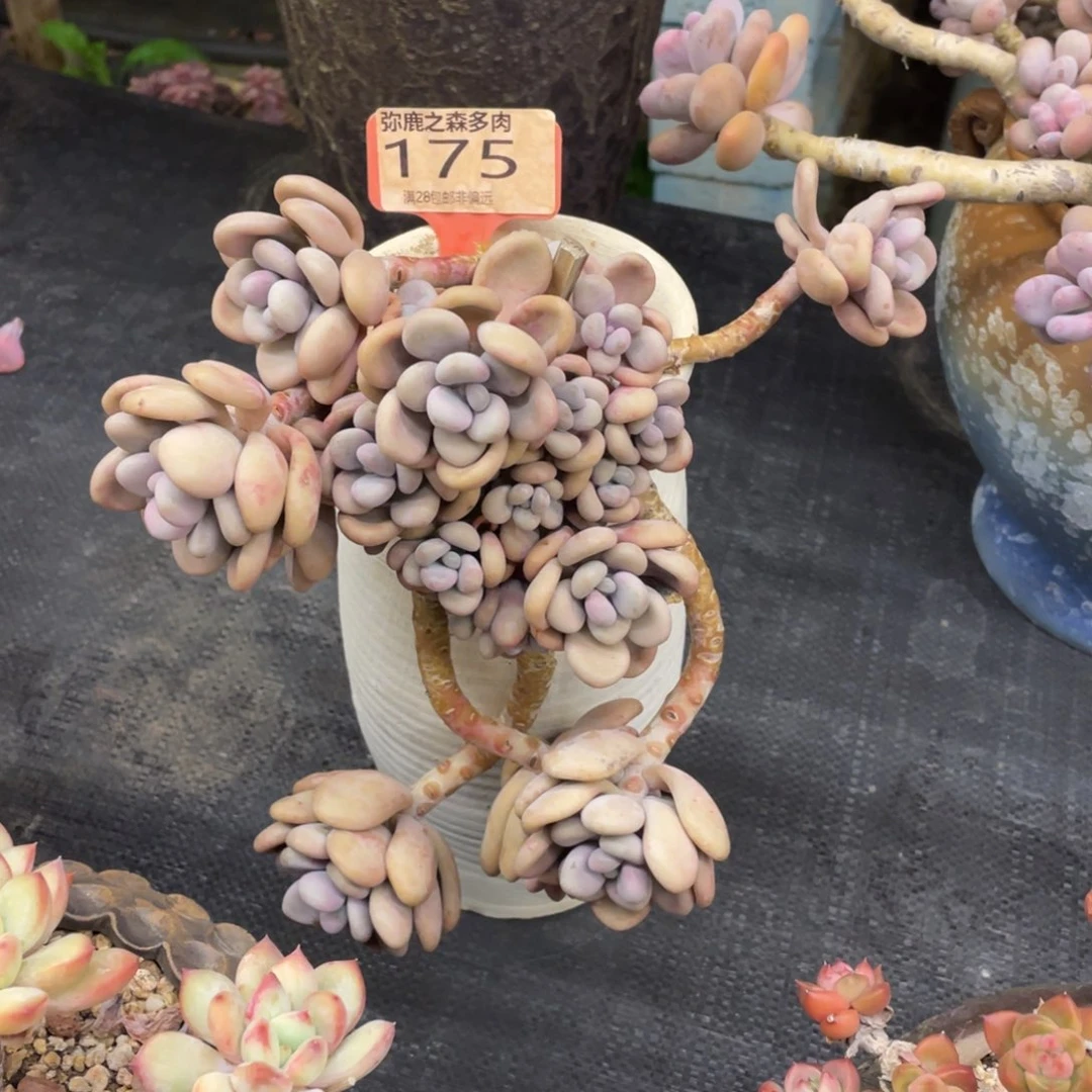 弥鹿之森一物一拍