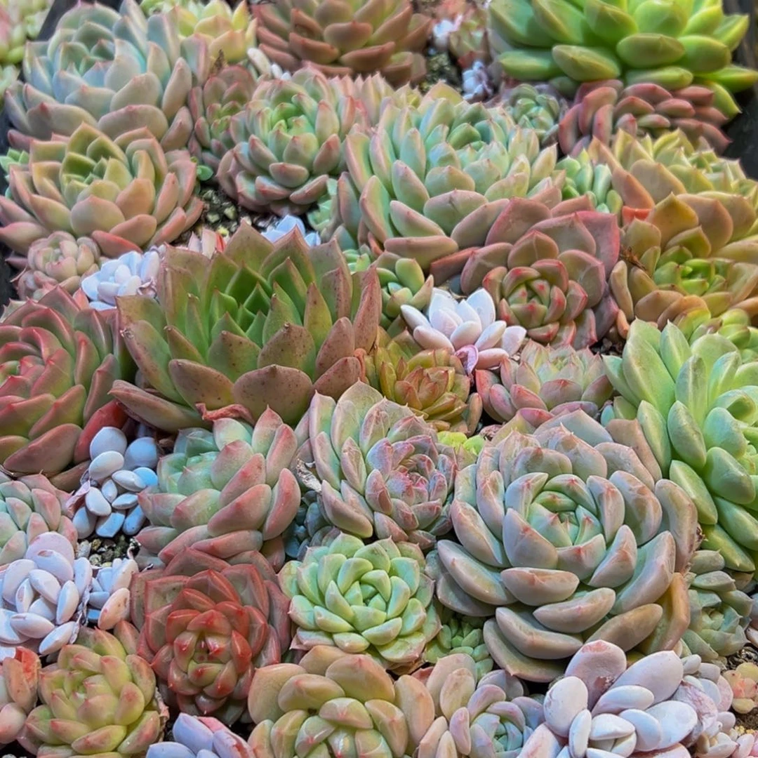 922多肉葡萄的味道是