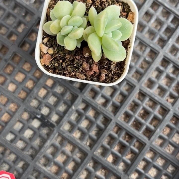 楚一物一拍专拍链接