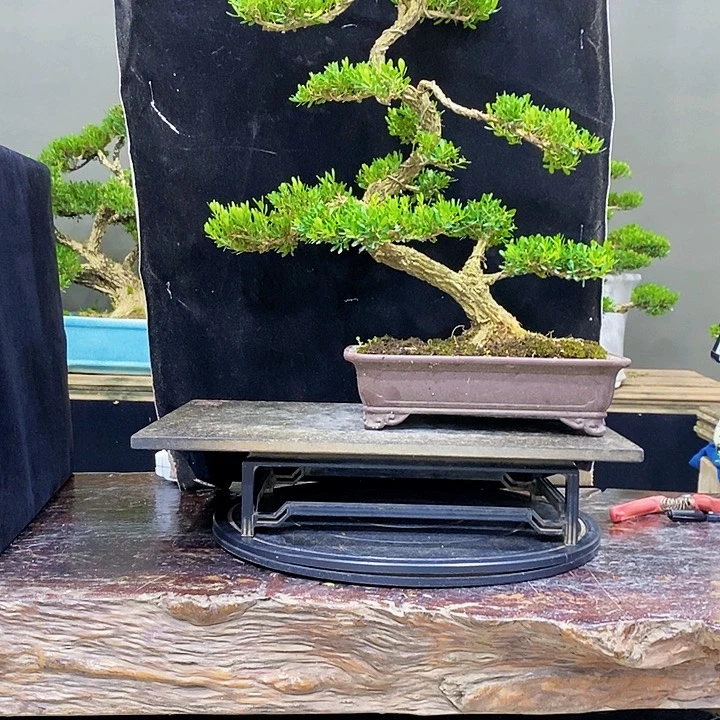 无花朵M黄杨盆景四季分明