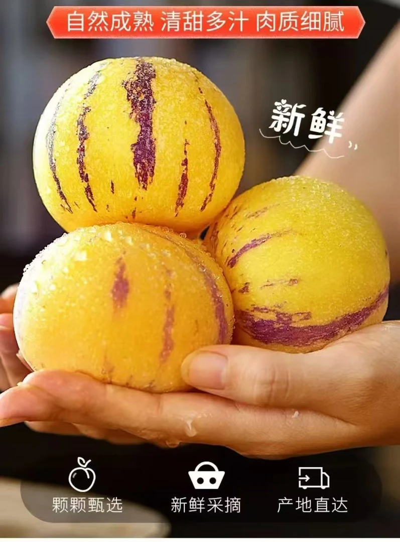 云南人参果果树上自然成熟黄肉圆果新鲜多汁清甜好吃