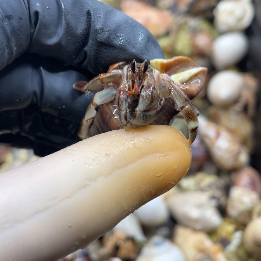 不退不换活体宠物218