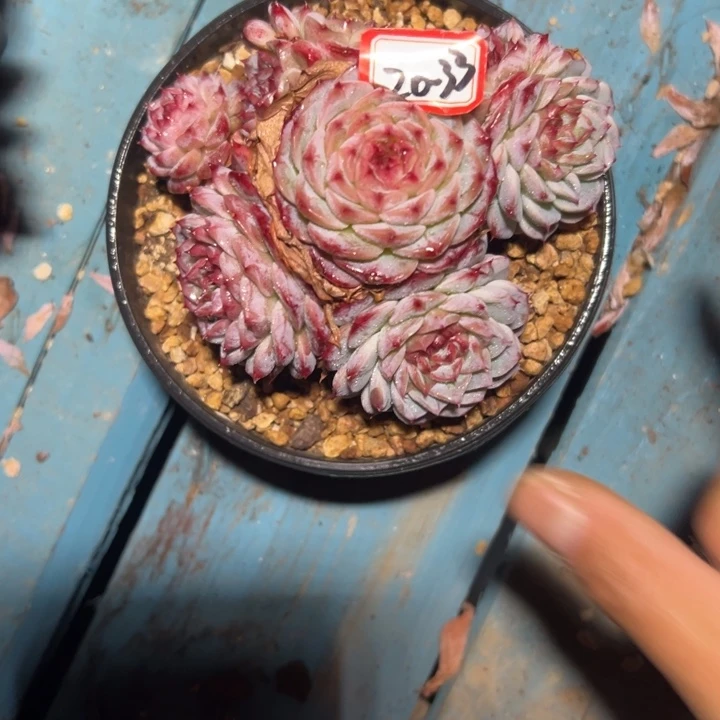 浅****精品多肉植物老桩天鹅绒