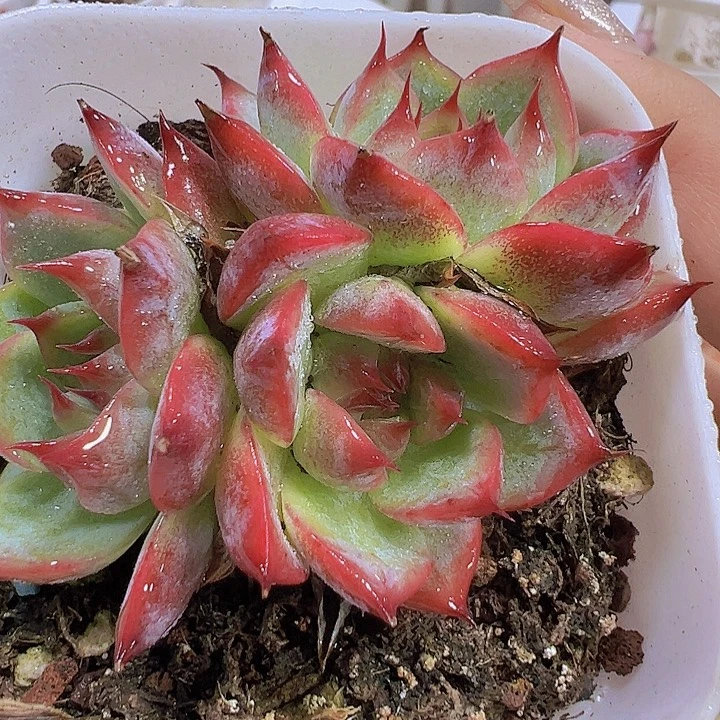 吉娃娃群19包邮多肉植物