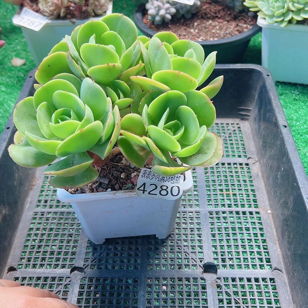 无花朵多肉一物一拍植物4280