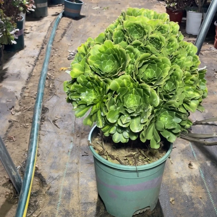 44翡翠琉璃多肉植物多肉多肉