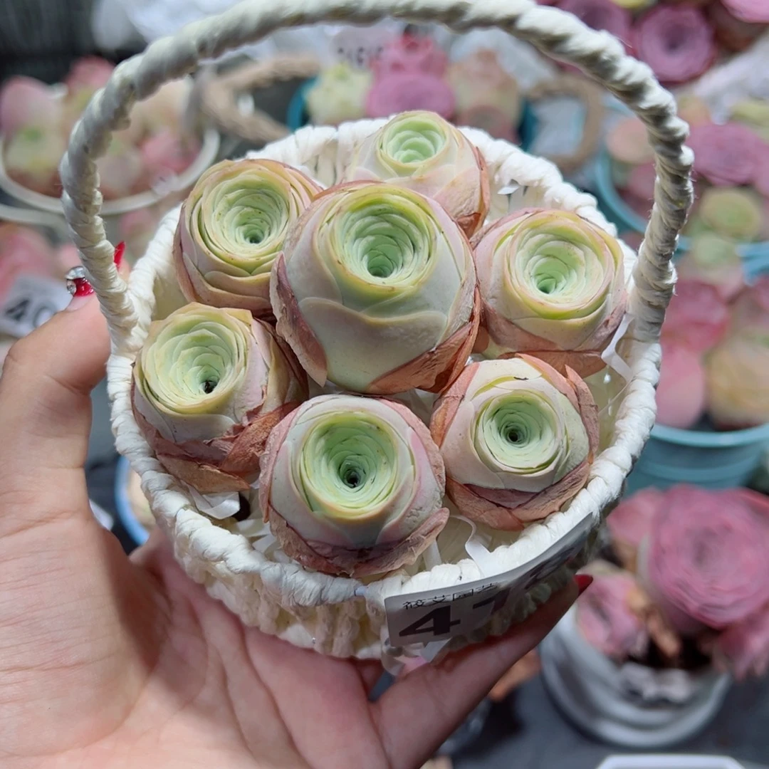 ****418一篮水蜜桃组合。