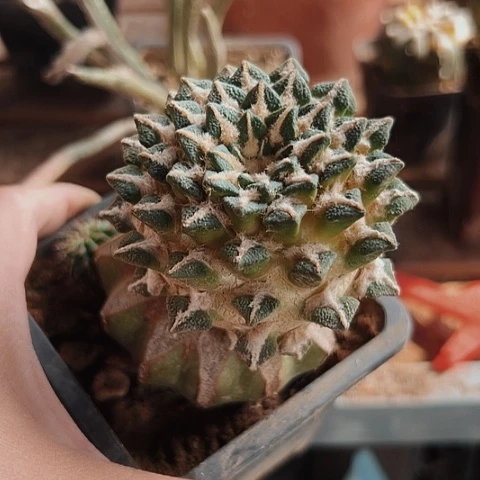 465仙人球福利来啦