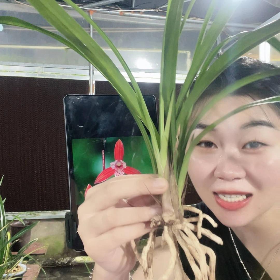 当前无花栽培后可以开花