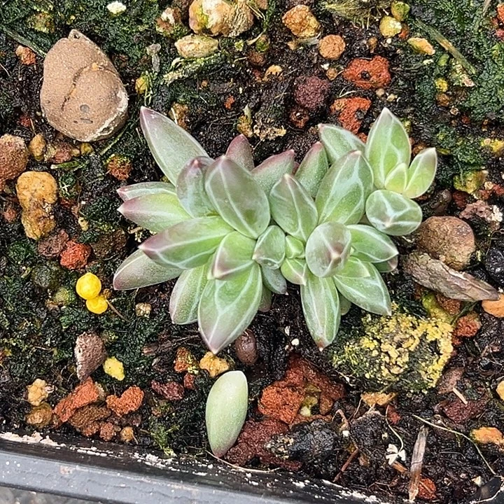 雪戴利美人特价一物