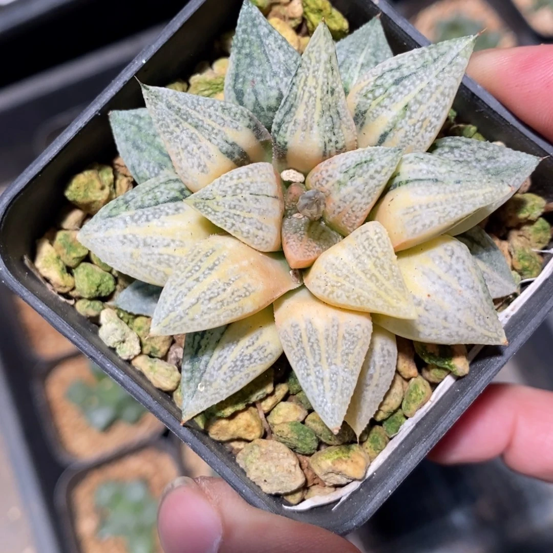 一颗实生糊斑白银锦 新年福利