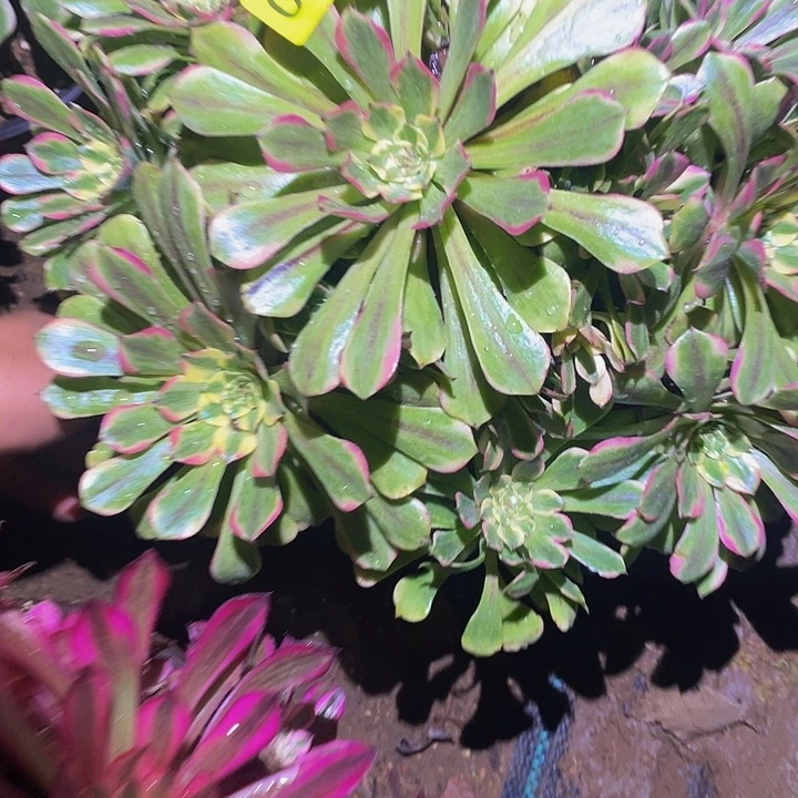 0925粉美肌的植物