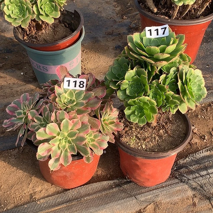 叶子有伤2个117-118