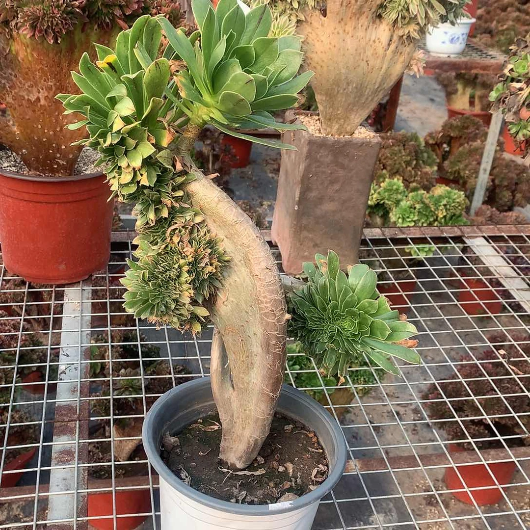 海马原始绿缀化的