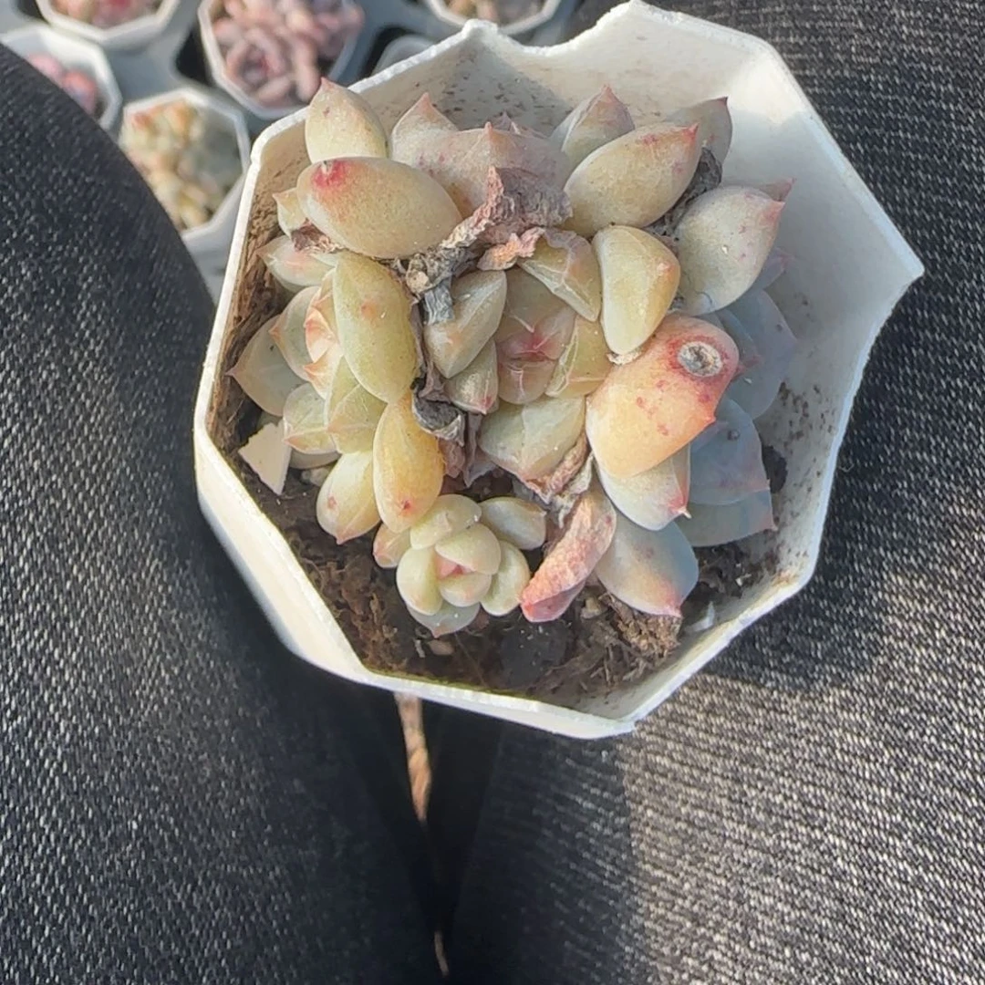 小卡拉米糖心一物一拍