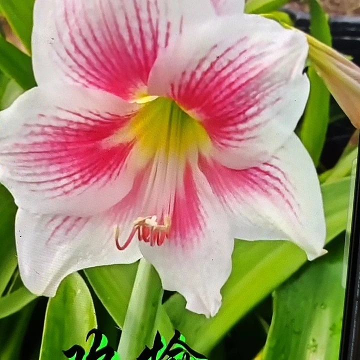 欢愉6厘米朱顶红，