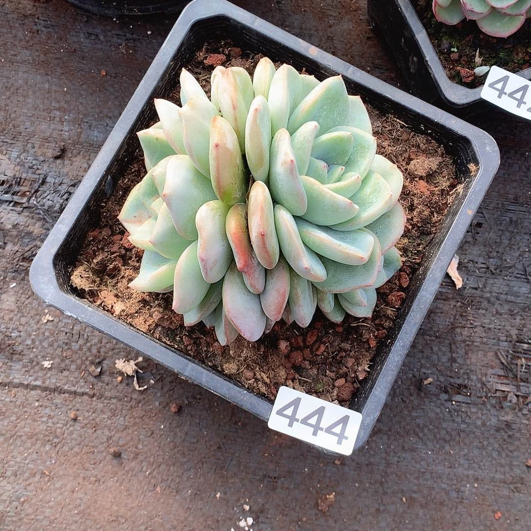 444泡芙 一物一拍多肉
