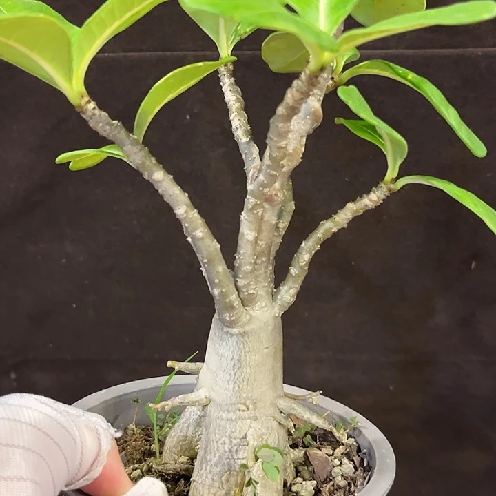 汤圆植物阿曼沙枚