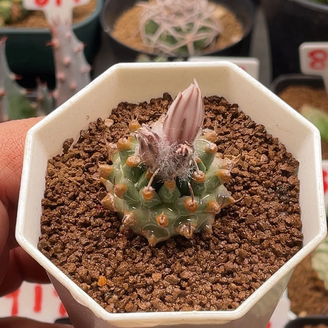 实生焦糖尤遁地安德森