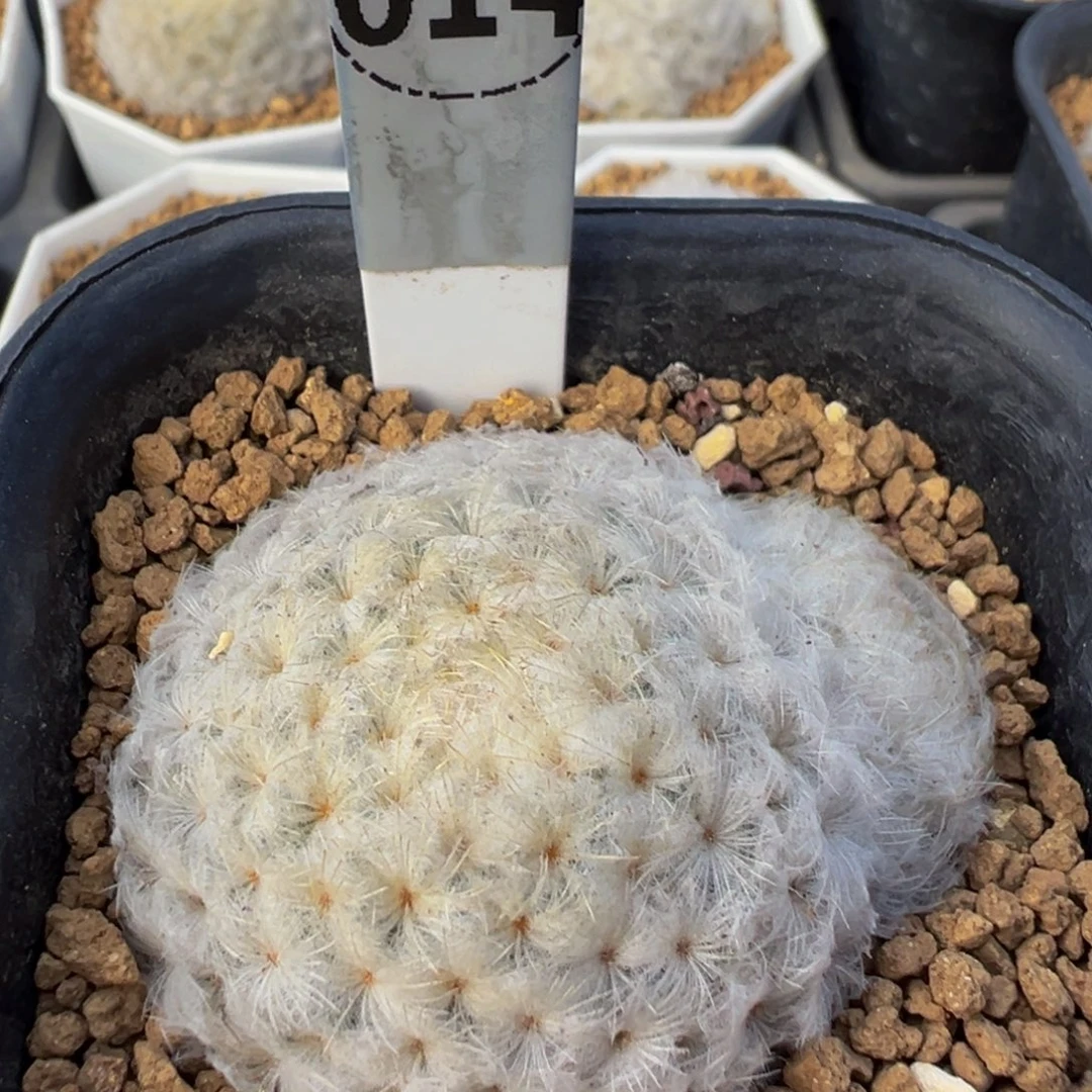 014实生根白星多肉植物带盆土
