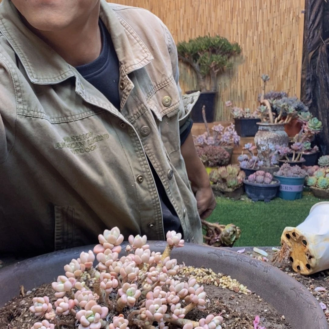 浅**笑225号洛神多肉