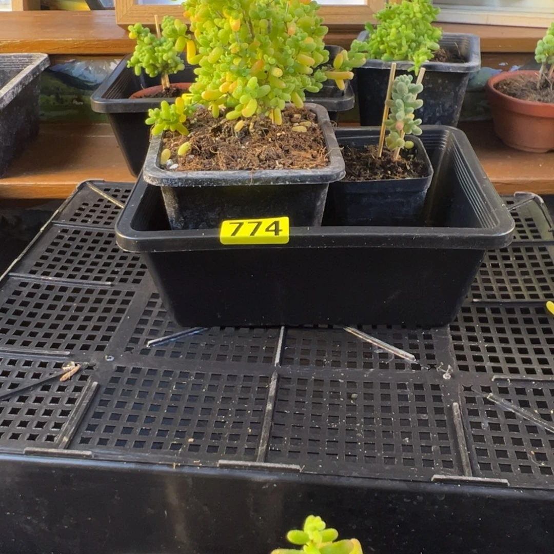 枝干番杏多肉植物774