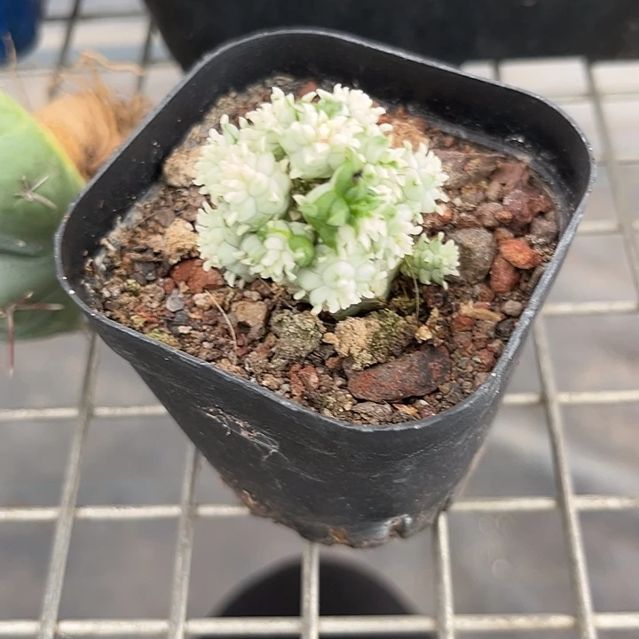 我也不知道我为什么要这样