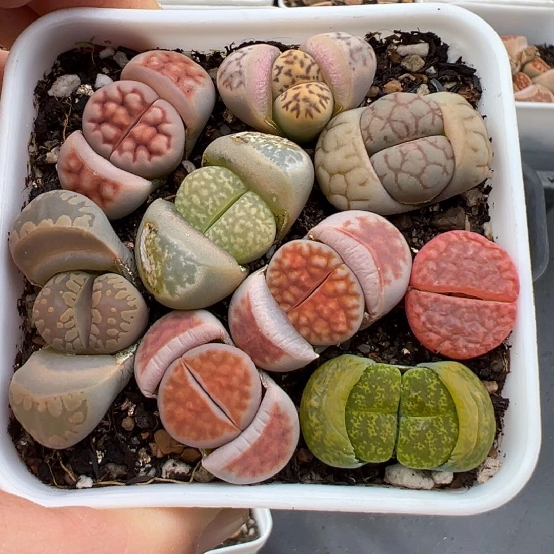 2.24好看的多肉脱土发货008