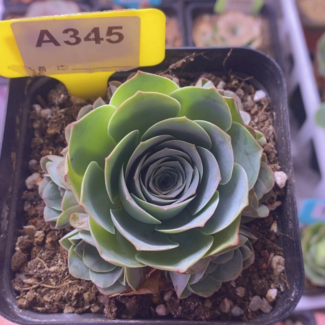 紫芙玫瑰群一物一拍A345