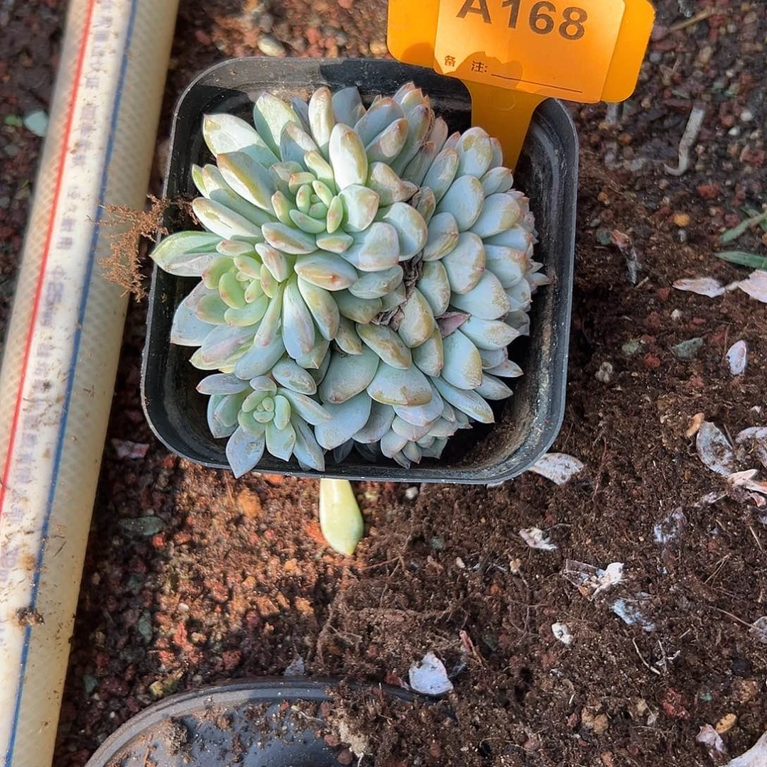 慢***去多肉植物一物一拍