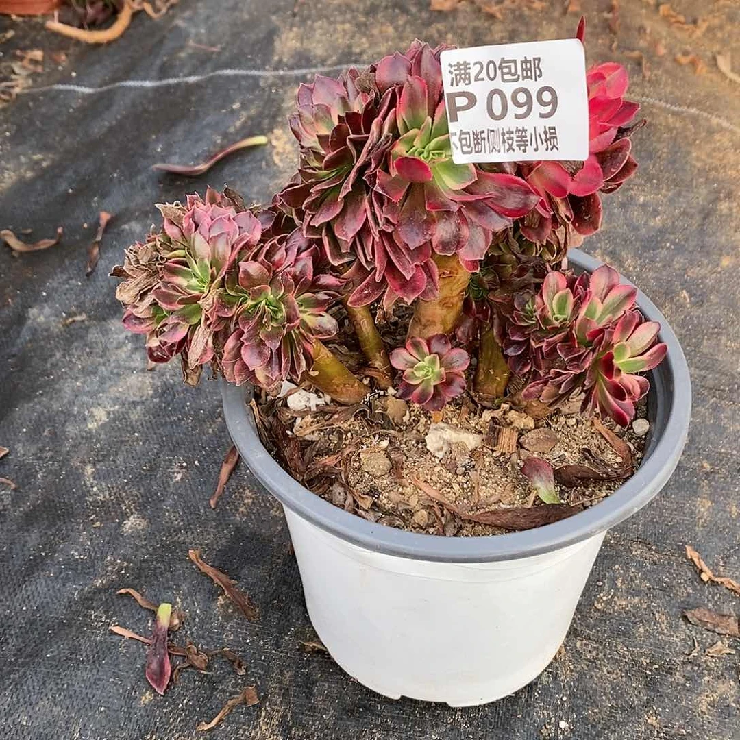 099美杜莎缀化多肉