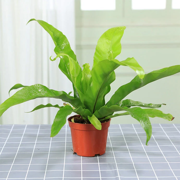 展叶鸟巢蕨室内高端喜阴绿植花卉盆栽净化空气吸甲醛绿植