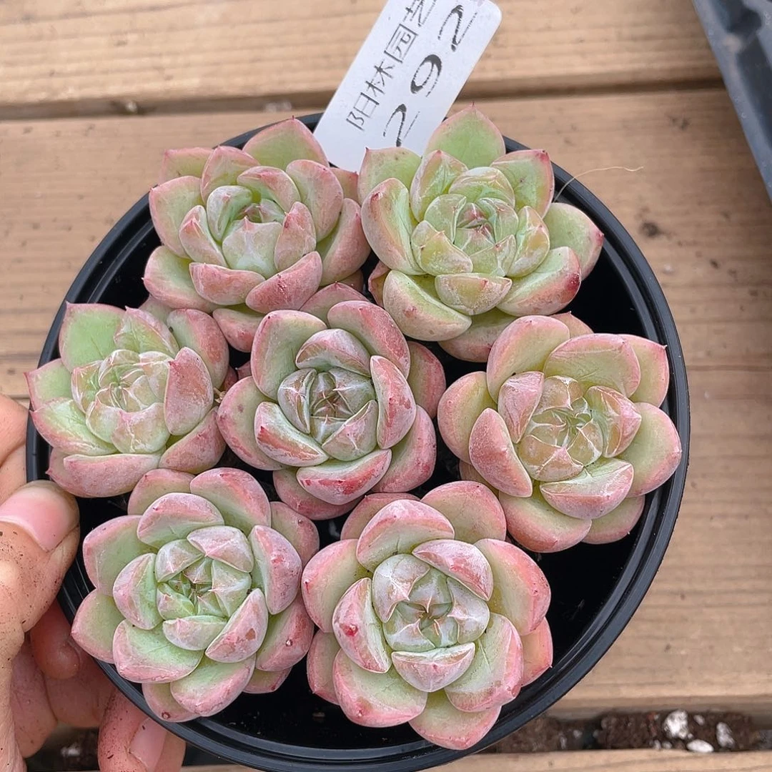 多肉植物多肉植物292