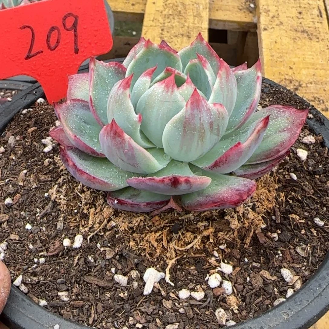 花脸拉丝惊鸿一物一拍包装收缩花旱209