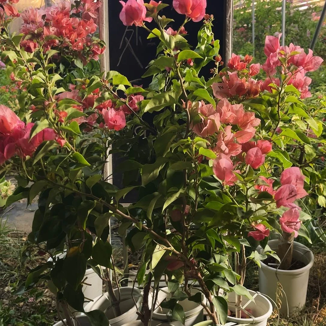 完全开放三角梅三角梅844