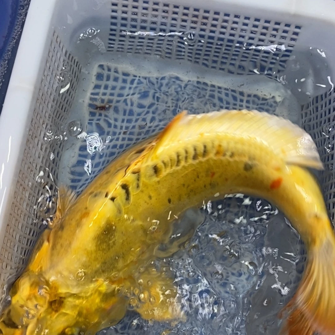 锦鲤冷水锦鲤包邮