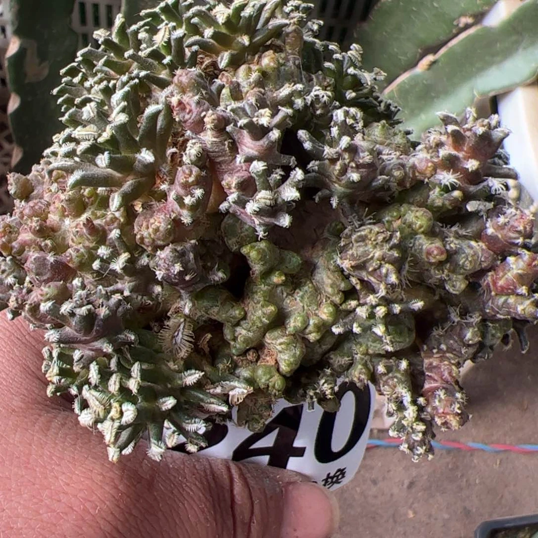 贝氏石化仙人球240