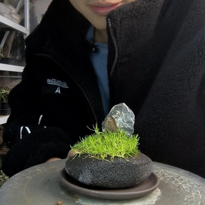 修****！小盆景小植物一物一拍158